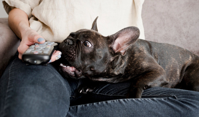 daljinski-pas-5410-fi